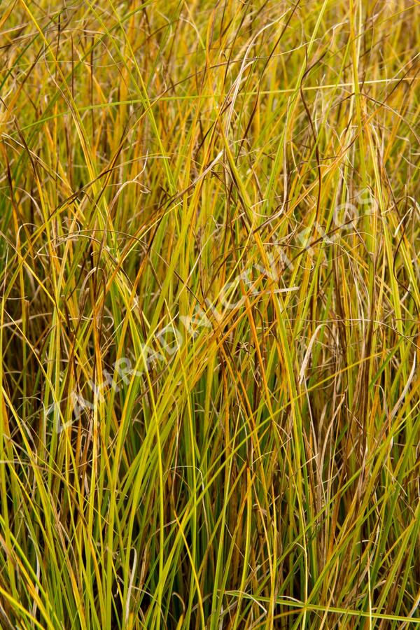 Ostřice bičíkovitá 'Kiwi' - Carex flagellifera 'Kiwi'