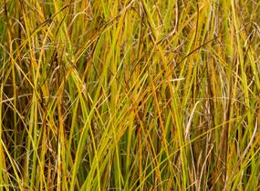 Ostřice bičíkovitá 'Kiwi' - Carex flagellifera 'Kiwi'