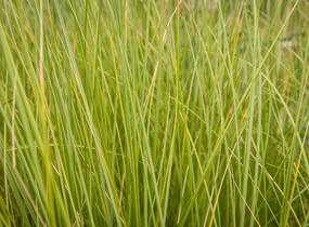 Kamýš písečný - Ammophila arenaria