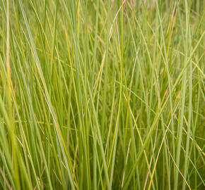 Kamýš písečný - Ammophila arenaria