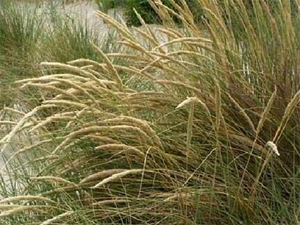 Kamýš písečný - Ammophila arenaria