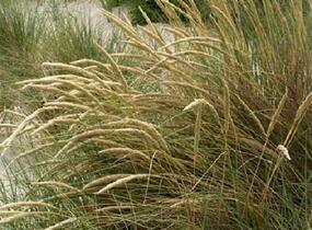 Kamýš písečný - Ammophila arenaria