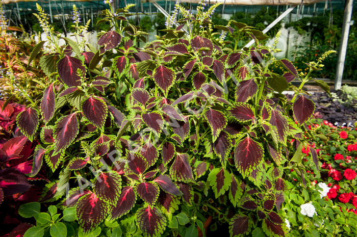 Pochvatec, Pokojová kopřiva 'Mosaic Thin Mint' - Coleus blumei 'Mosaic Thin Mint'