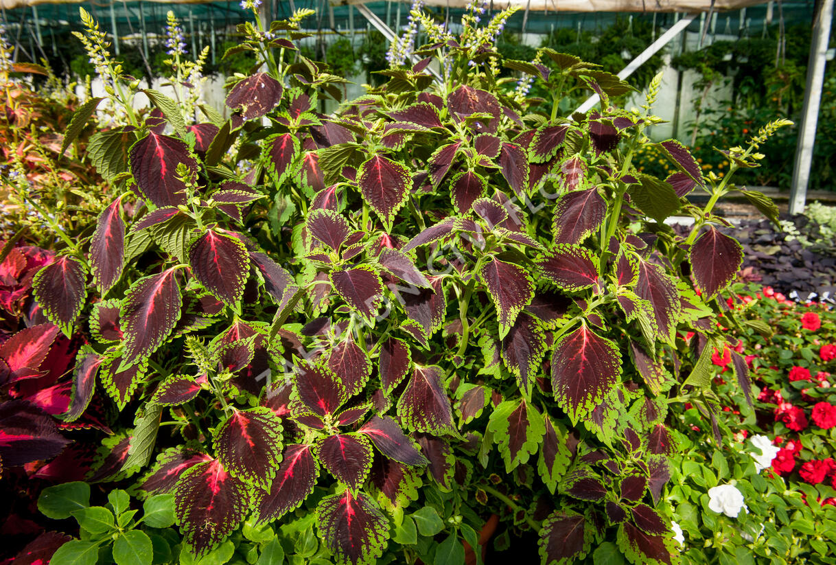 Pochvatec, Pokojová kopřiva 'Mosaic Thin Mint' - Coleus blumei 'Mosaic Thin Mint'