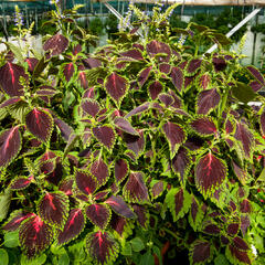 Pochvatec, Pokojová kopřiva 'Mosaic Thin Mint' - Coleus blumei 'Mosaic Thin Mint'