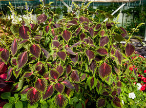 Pochvatec, Pokojová kopřiva 'Mosaic Thin Mint' - Coleus blumei 'Mosaic Thin Mint'
