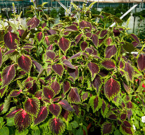 Pokojová kopřiva 'Mosaic Thin Mint' - Coleus blumei 'Mosaic Thin Mint'