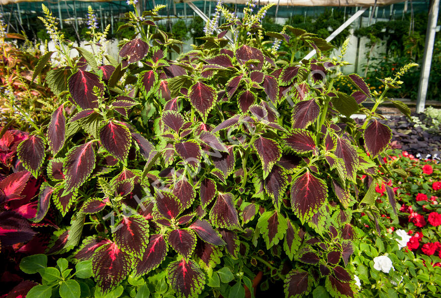 Pochvatec, Pokojová kopřiva 'Mosaic Thin Mint' - Coleus blumei 'Mosaic Thin Mint'