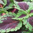Pochvatec, Pokojová kopřiva 'Mosaic Thin Mint' - Coleus blumei 'Mosaic Thin Mint'