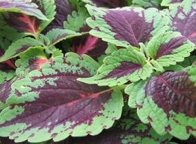 Pochvatec, Pokojová kopřiva 'Mosaic Thin Mint' - Coleus blumei 'Mosaic Thin Mint'