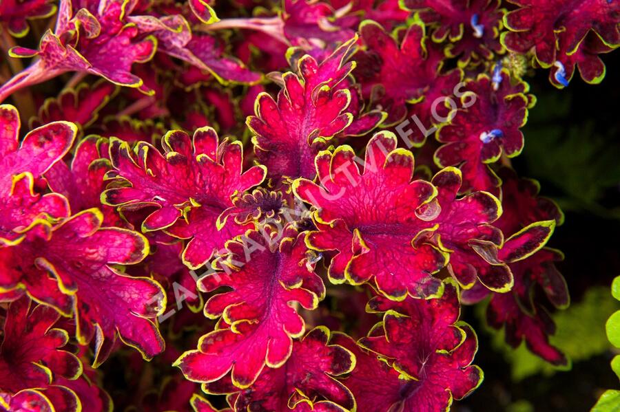 Pochvatec, Pokojová kopřiva 'Malibu Red' - Coleus blumei 'Malibu Red'