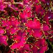 Pochvatec, Pokojová kopřiva 'Malibu Red' - Coleus blumei 'Malibu Red'