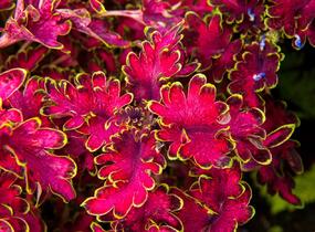 Pochvatec, Pokojová kopřiva 'Malibu Red' - Coleus blumei 'Malibu Red'