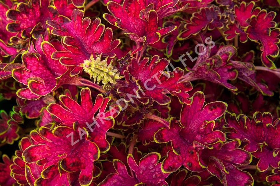 Pochvatec, Pokojová kopřiva 'Malibu Red' - Coleus blumei 'Malibu Red'
