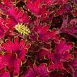 Pochvatec, Pokojová kopřiva 'Malibu Red' - Coleus blumei 'Malibu Red'