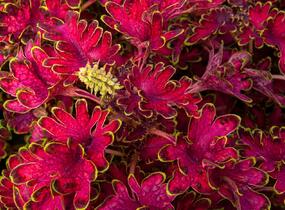 Pochvatec, Pokojová kopřiva 'Malibu Red' - Coleus blumei 'Malibu Red'
