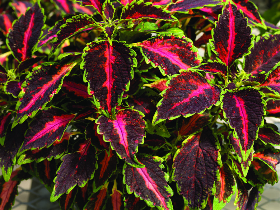 Pochvatec, Pokojová kopřiva 'Mosaic Rose Blast' - Coleus blumei 'Mosaic Rose Blast'