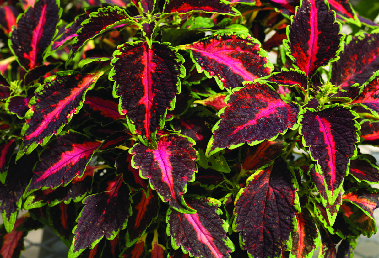 Pochvatec, Pokojová kopřiva 'Mosaic Rose Blast' - Coleus blumei 'Mosaic Rose Blast'