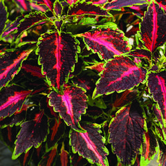 Pokojová kopřiva 'Mosaic Rose Blast' - Coleus blumei 'Mosaic Rose Blast'