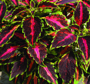 Pochvatec, Pokojová kopřiva 'Mosaic Rose Blast' - Coleus blumei 'Mosaic Rose Blast'