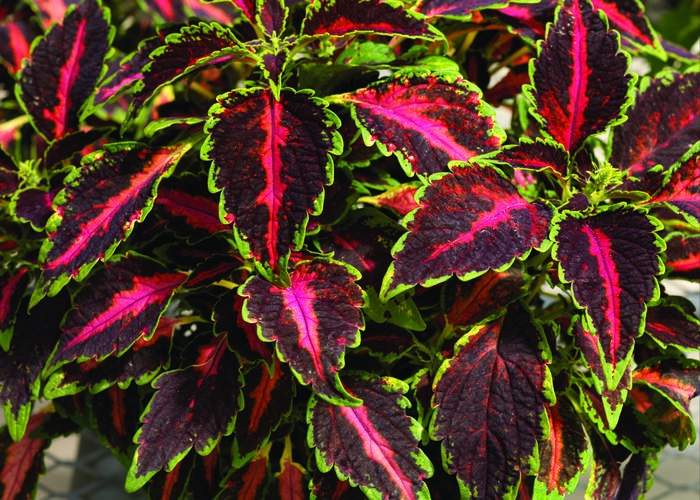 Pokojová kopřiva 'Mosaic Rose Blast' - Coleus blumei 'Mosaic Rose Blast'