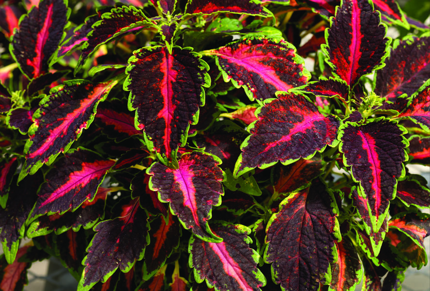 Pochvatec, Pokojová kopřiva 'Mosaic Rose Blast' - Coleus blumei 'Mosaic Rose Blast'
