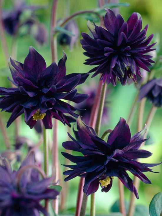 Orlíček obecný 'Barlow Black' - Aquilegia vulgaris v.stellata 'Barlow Black'