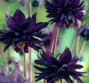 Orlíček obecný 'Barlow Black' - Aquilegia vulgaris v.stellata 'Barlow Black'