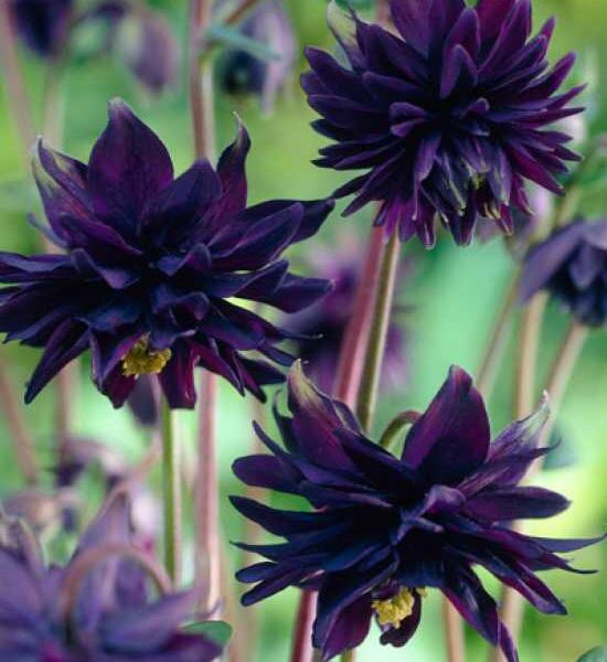 Orlíček obecný 'Barlow Black' - Aquilegia vulgaris v.stellata 'Barlow Black'