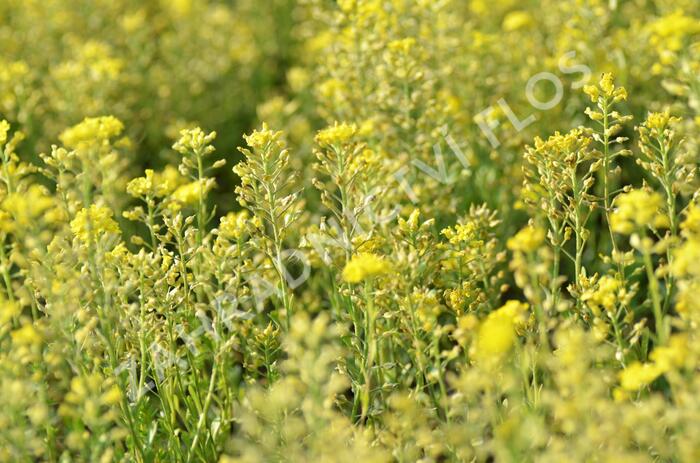 Tařice horská 'Berggold' - Alyssum montanum 'Berggold'