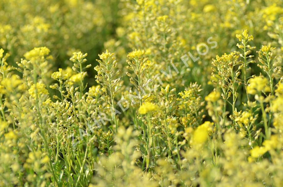Tařice horská 'Berggold' - Alyssum montanum 'Berggold'