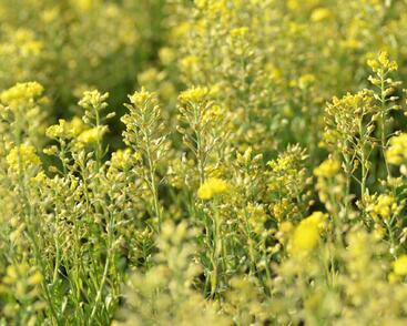 Tařice horská 'Berggold'