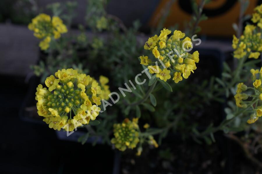 Tařice horská 'Berggold' - Alyssum montanum 'Berggold'