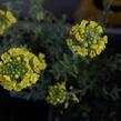 Tařice horská 'Berggold' - Alyssum montanum 'Berggold'