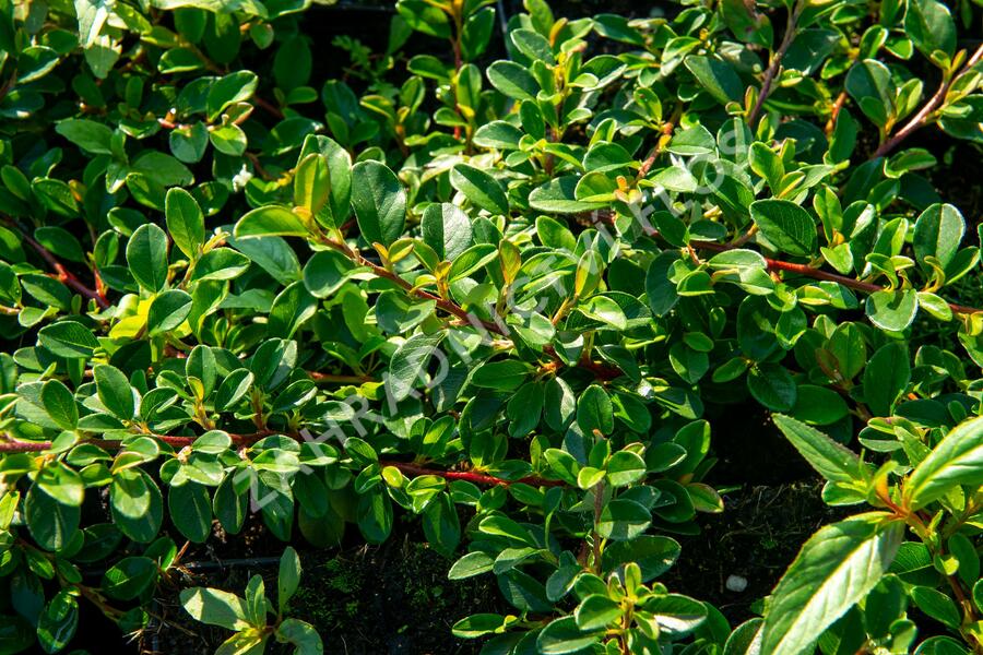 Skalník Dammerův 'Rami' - Cotoneaster dammeri 'Rami'