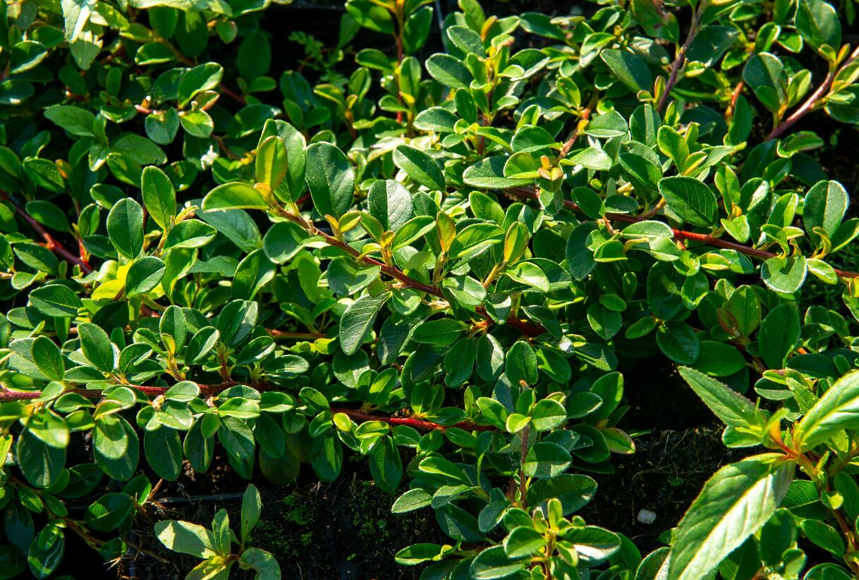 Skalník Dammerův 'Rami' - Cotoneaster dammeri 'Rami'