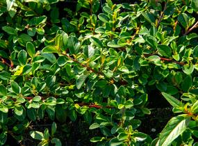 Skalník Dammerův 'Rami' - Cotoneaster dammeri 'Rami'