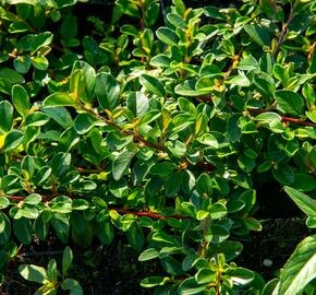 Skalník Dammerův 'Rami' - Cotoneaster dammeri 'Rami'