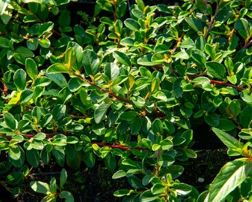 Skalník Dammerův 'Rami'