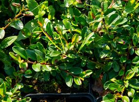 Skalník Dammerův 'Rami' - Cotoneaster dammeri 'Rami'