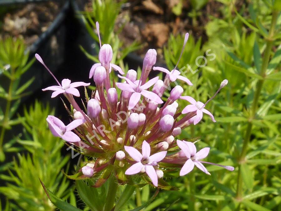 Fuopsis čnělkatý - Phuopsis stylosa