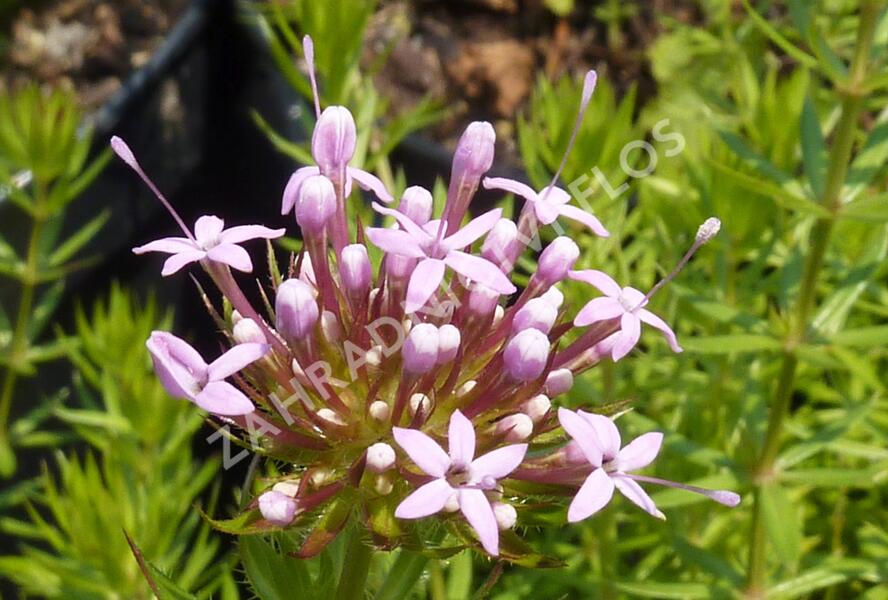 Fuopsis čnělkatý - Phuopsis stylosa