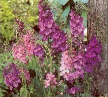 Divizna brunátná - Verbascum phoeniceum