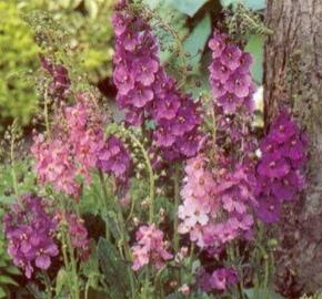 Divizna brunátná - Verbascum phoeniceum
