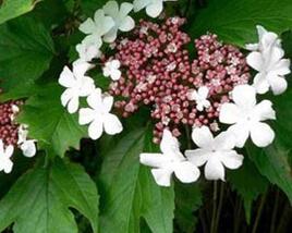 Kalina Sargentova 'Onondaga'