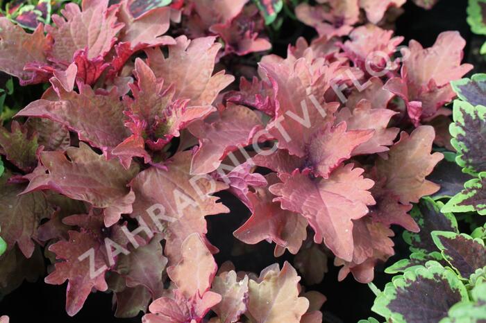 Pochvatec, Pokojová kopřiva 'Henna' - Coleus blumei 'Henna'