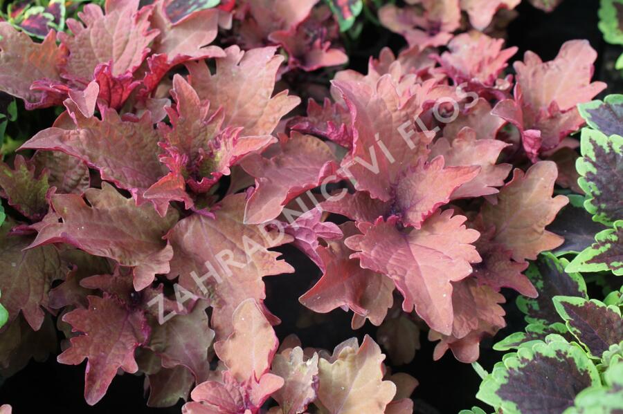 Pochvatec, Pokojová kopřiva 'Henna' - Coleus blumei 'Henna'