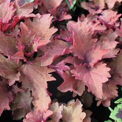 Pochvatec, Pokojová kopřiva 'Henna' - Coleus blumei 'Henna'