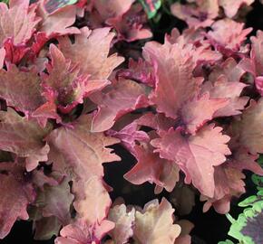 Pochvatec, Pokojová kopřiva 'Henna' - Coleus blumei 'Henna'