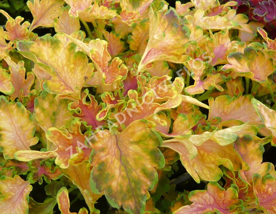 Pochvatec, Pokojová kopřiva 'Malibu Apricot' - Coleus blumei 'Malibu Apricot'
